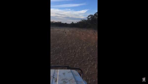 Kenguri kao skakavci: Torbari prenenaselili Australiju (video) - Sputnik Srbija