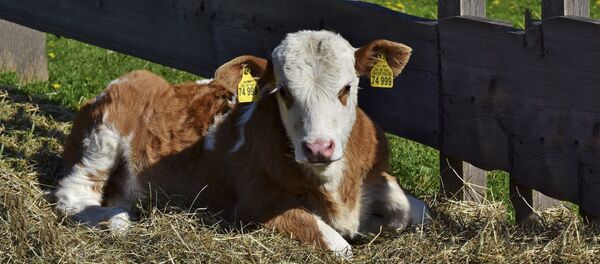 Krava - Sputnik Srbija