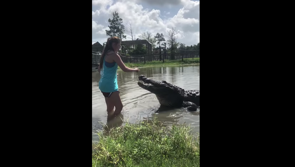 Devojka hrani aligatora dugačkog više od četiri metra - Sputnik Srbija