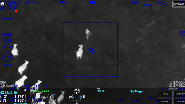 Stado krava sa Floride pomaže policiji da locira osumnjičenog kradljivca automobila. - Sputnik Srbija