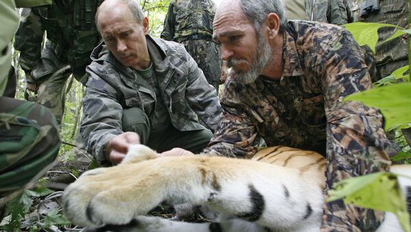 Vladimir Putin posmatra petogodišnju tigricu - 31. avgust 2008. - Sputnik Srbija