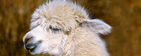 Алпаки лама Алпаки лама - Sputnik Србија