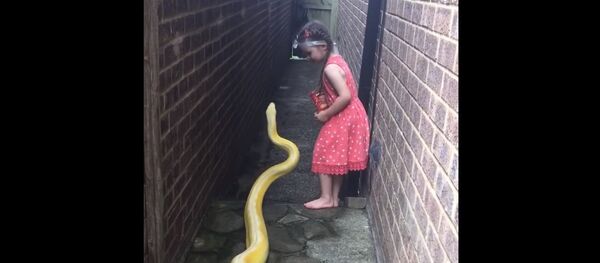 Питон - Sputnik Србија