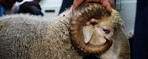 Ovan Ovan - Sputnik Srbija