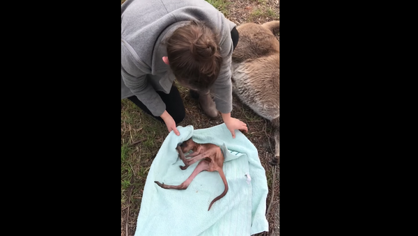Spasavanje sirotog kengurčića iz majčine utrobe - Sputnik Srbija