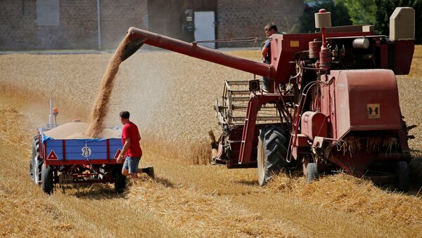 Francuski farmeri žanju žito na njivi u Vovijeru na severu Francuske. - Sputnik Srbija