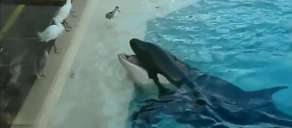 Orka napala pticu - Sputnik Srbija