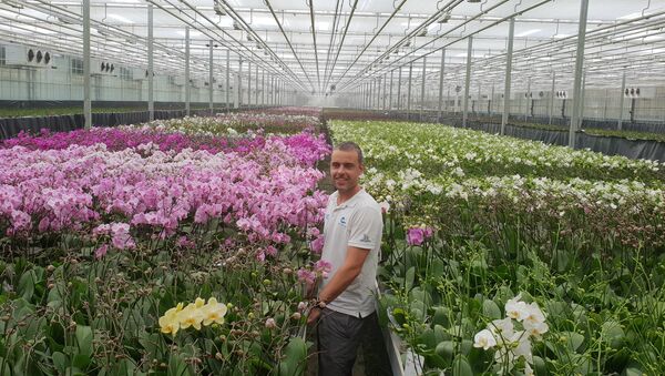 Tomaž Jevšnik u hali u kojoj se uzgajaju orhideje - Sputnik Srbija