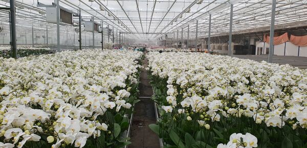 У овом погону годишње се произведе више од два милиона орхидеја У овом погону годишње се произведе више од два милиона орхидеја - Sputnik Србија