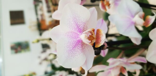 Орхидеје какве се узгајају у Словенији Орхидеје какве се узгајају у Словенији - Sputnik Србија