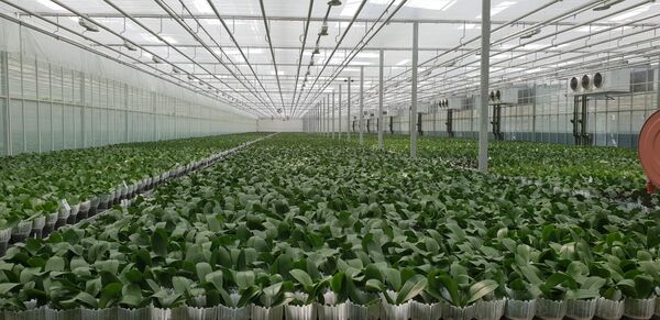 Србија има идеалне услове за узгој: Саднице орхидеја у Словенији Србија има идеалне услове за узгој: Саднице орхидеја у Словенији - Sputnik Србија