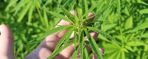 Industrijska konoplja Industrijska konoplja - Sputnik Srbija