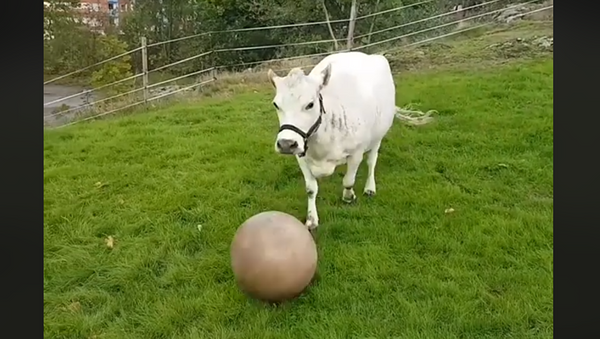 Крава - Sputnik Србија