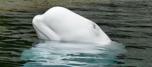 Beli kit - Sputnik Srbija