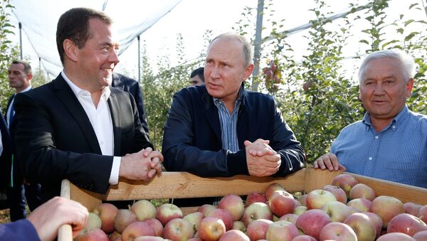 Premijer i predsednik Rusije, Dmitrij Medvedev i Vladimir Putin, u voćnjaku u Stavropoljskom kraju - Sputnik Srbija