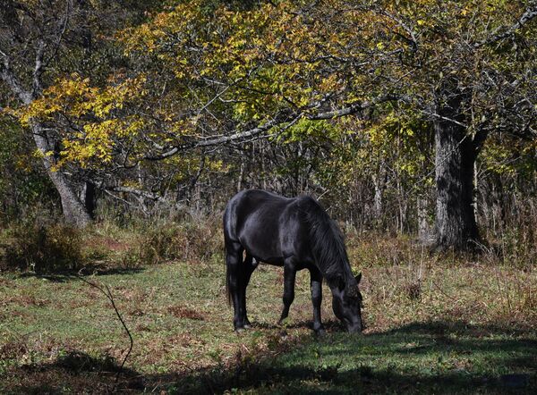 Коњ у  еколошком парку „Леопарди Гамова“ у Приморском крају - Sputnik Србија