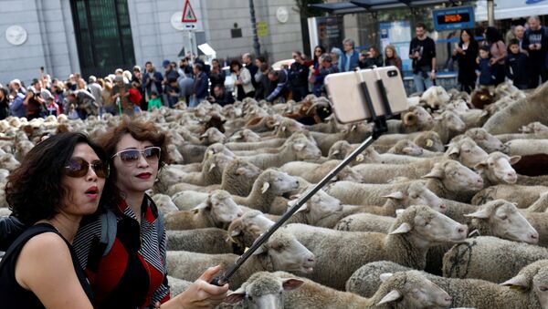 Овце у Мадриду - Sputnik Србија