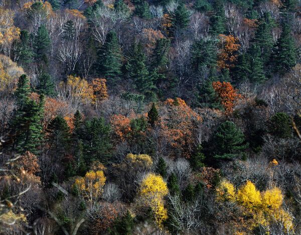 Јесен у Приморском крају, Русија - Sputnik Србија
