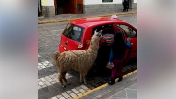 Lama se vozi taksijem u Peruu - Sputnik Srbija