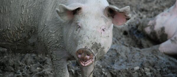 Svinja Svinja - Sputnik Srbija