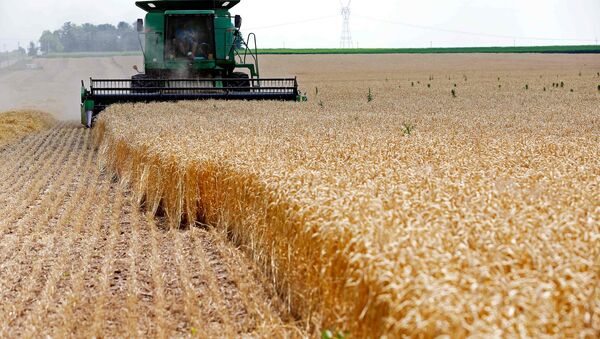 Почетком јула почиње интензивна жетва пшенице - Sputnik Србија