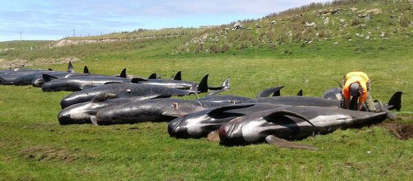 Насукани китови - Sputnik Србија