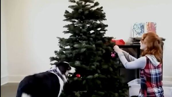 Pas pomaže vlasnici da okiti jelku - Sputnik Srbija