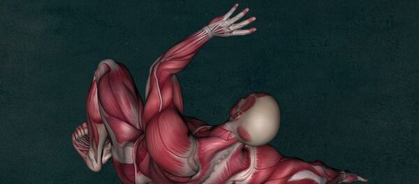 мускулатура - Sputnik Србија