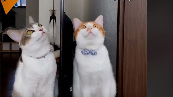 Mačke bliznakinje iz Japana - Sputnik Srbija