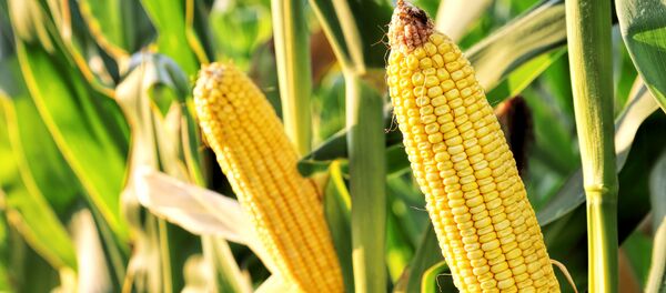 Kukuruzno polje - Sputnik Srbija