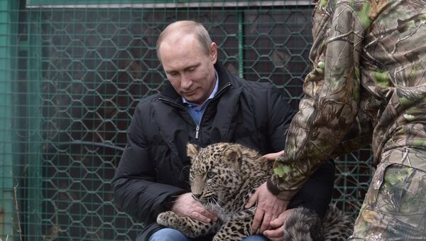 Predsednik Rusije Vladimir Putin sa leopardom - Sputnik Srbija