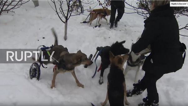 Povređeni psi u Donbasu - Sputnik Srbija