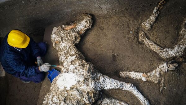 Okamenjeni ostaci upregnutog konja u Pompeji - Sputnik Srbija
