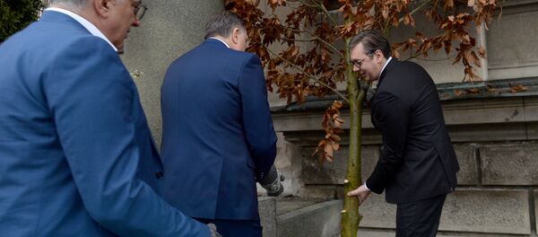 Александар Вучић уноси бадњак у зграду Председништва - Sputnik Србија