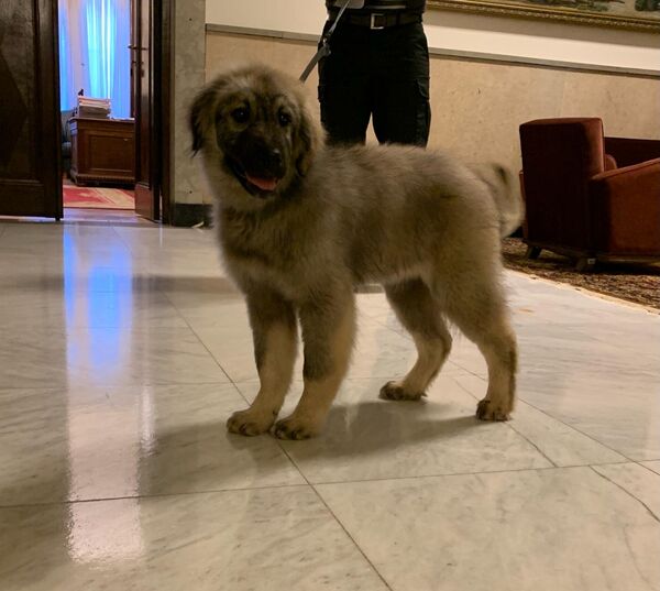 Штене шарпланинца Паша, поклон Александра Вучића Владимиру Путину. - Sputnik Србија