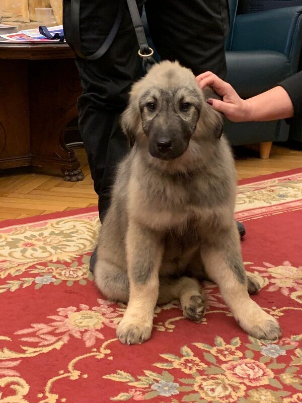 Штене шарпланинца Паша, поклон Александра Вучића Владимиру Путину. - Sputnik Србија