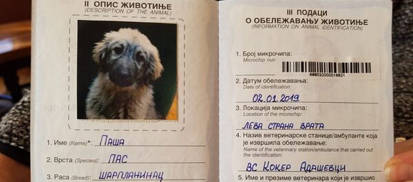 Спреман пасош тромесечног штенета Паше - Sputnik Србија