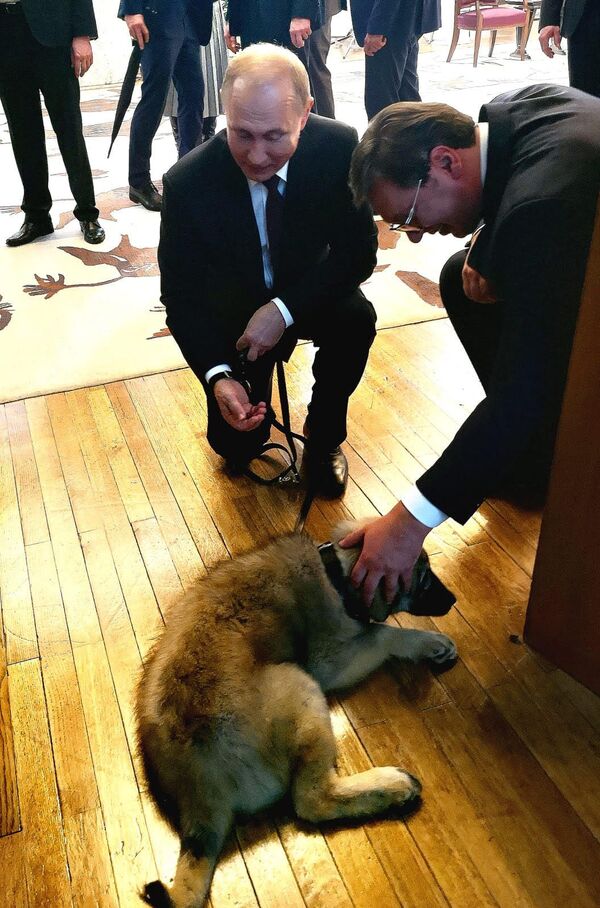 Putin sa štenetom koje mu je poklonio srpski predsednik - Sputnik Srbija