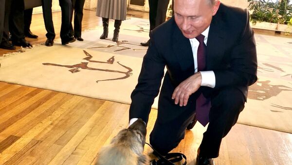 Putin sa štenetom koje mu je poklonio srpski predsednik - Sputnik Srbija