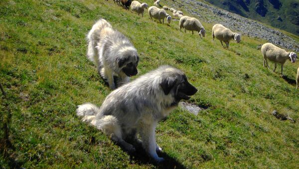Šarplaninac sa ovcama na Kosovi u Metohiji - Sputnik Srbija