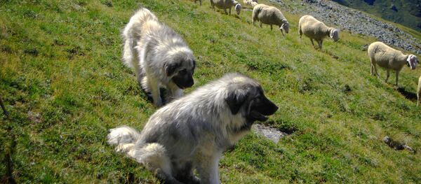 Шарпланинац са овцама на Косови у Метохији - Sputnik Србија