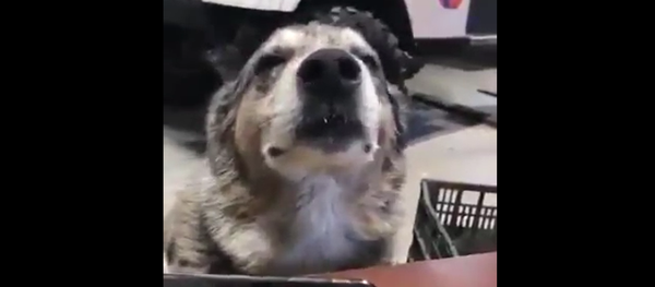 Pas koji je voleo rege Pas koji je voleo rege - Sputnik Srbija