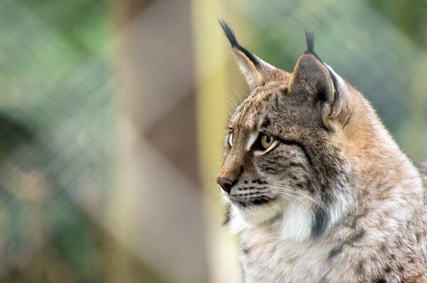 Рис никада не напада човека, али човек у највећој мери угрожава његов опстанак - Sputnik Србија