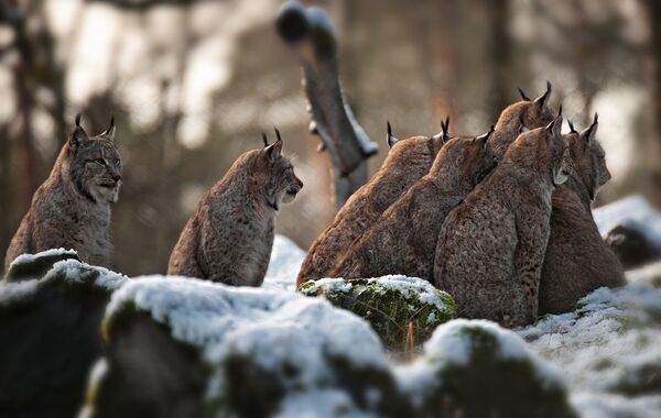 Остало је само око 120 примерака балканског риса... - Sputnik Србија