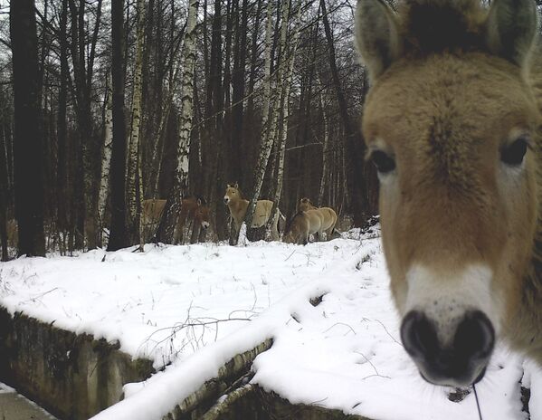 Дивље животиње у Чернобиљу - Sputnik Србија