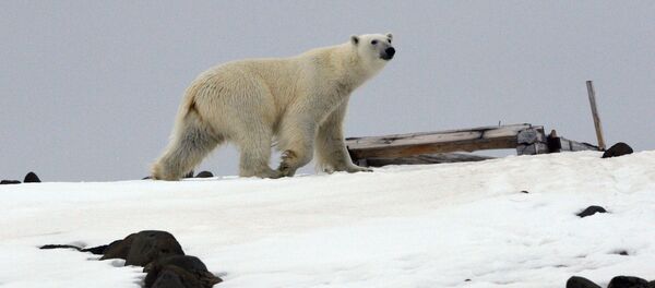 Бели медвед Бели медвед - Sputnik Србија