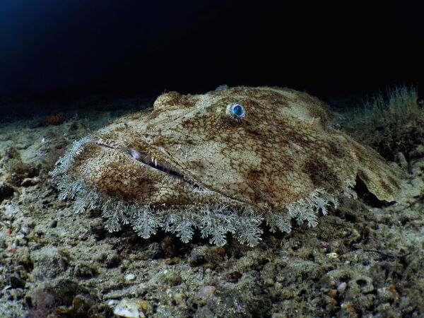 Зароните у бездан: Најбоље подводне фотографије - Sputnik Србија