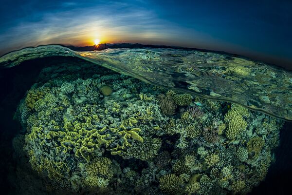 Zaronite u bezdan: Najbolje podvodne fotografije - Sputnik Srbija
