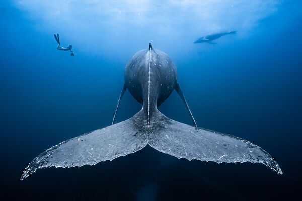 Zaronite u bezdan: Najbolje podvodne fotografije - Sputnik Srbija