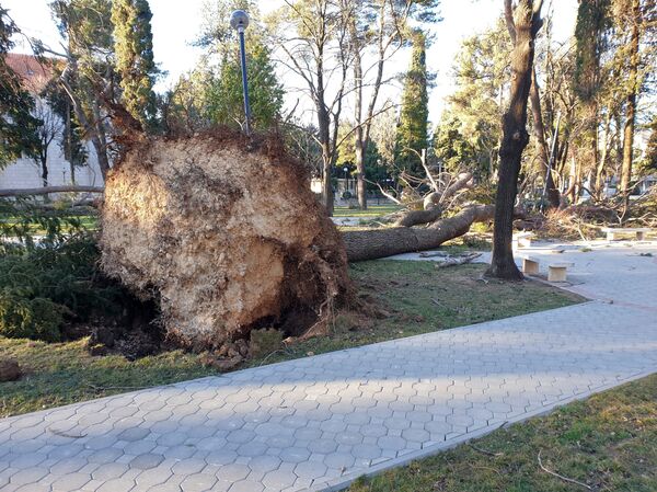 Почупано дрвеће у Требињу - Sputnik Србија